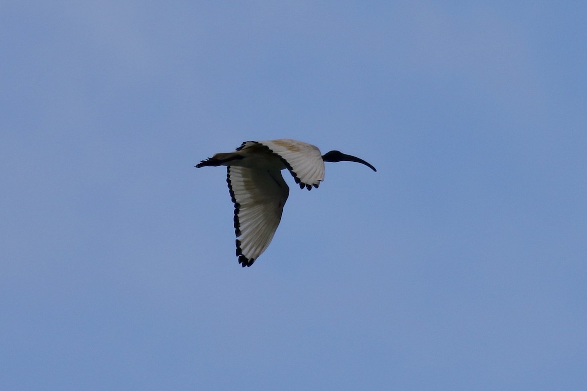 African Sacred Ibis - Pranav Kumar