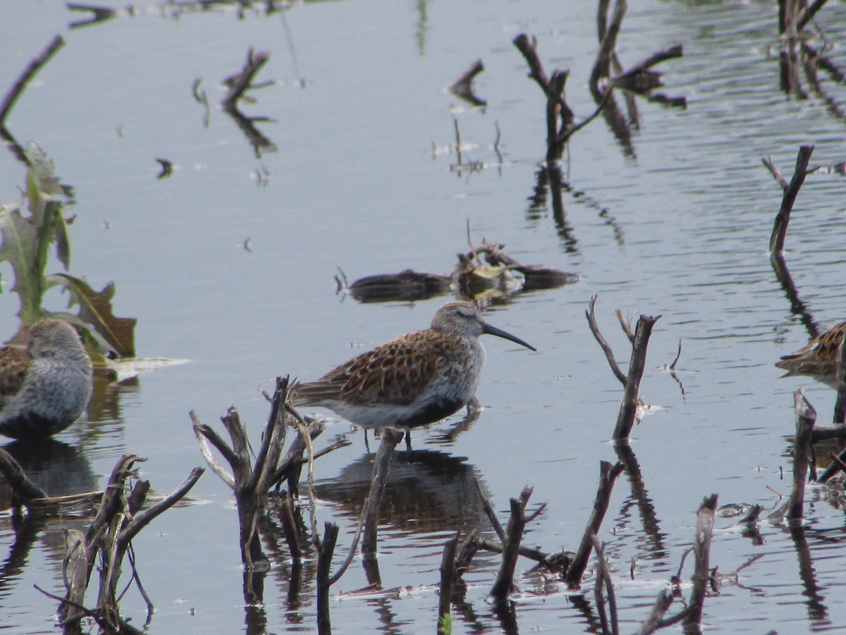 Dunlin - Mark Rhodes