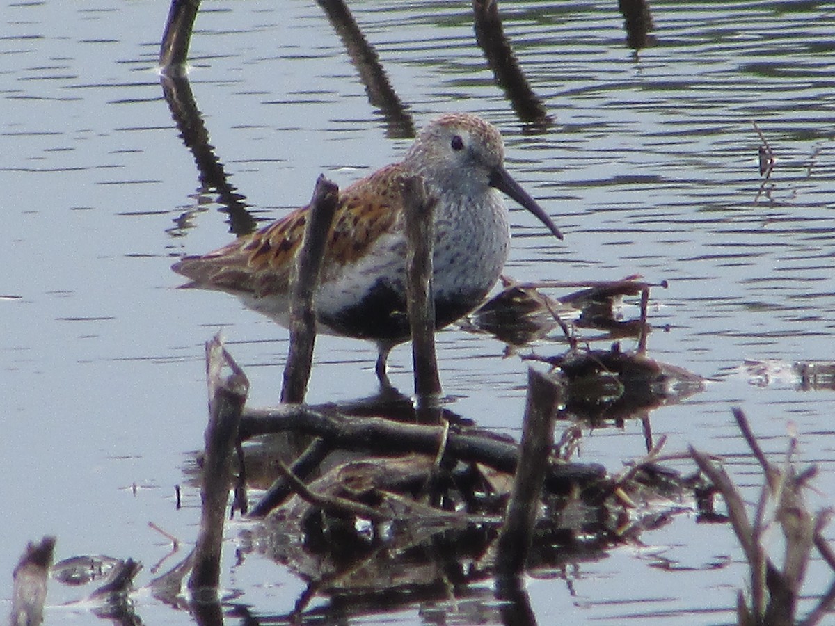 Dunlin - Mark Rhodes