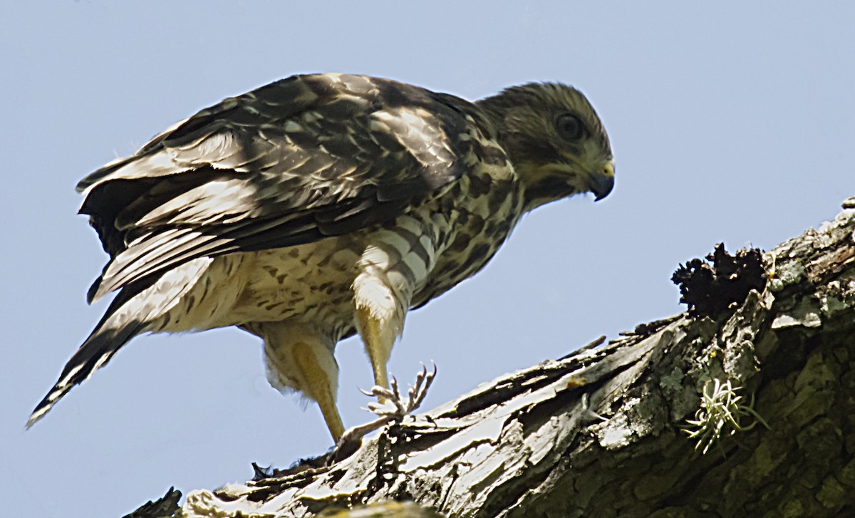 Red-shouldered Hawk - Brian Benscoter