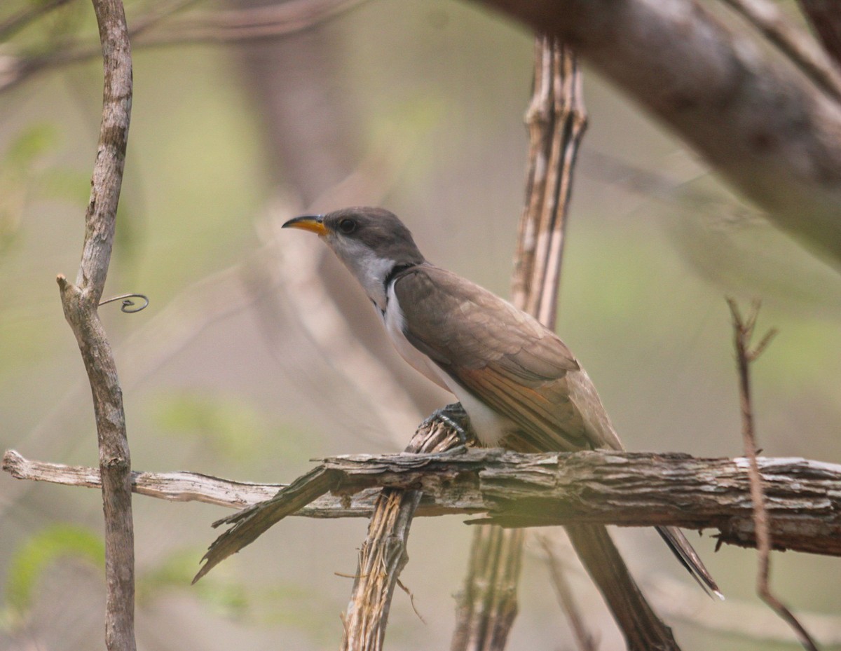 Yellow-billed Cuckoo - Diego Rivera Agustín