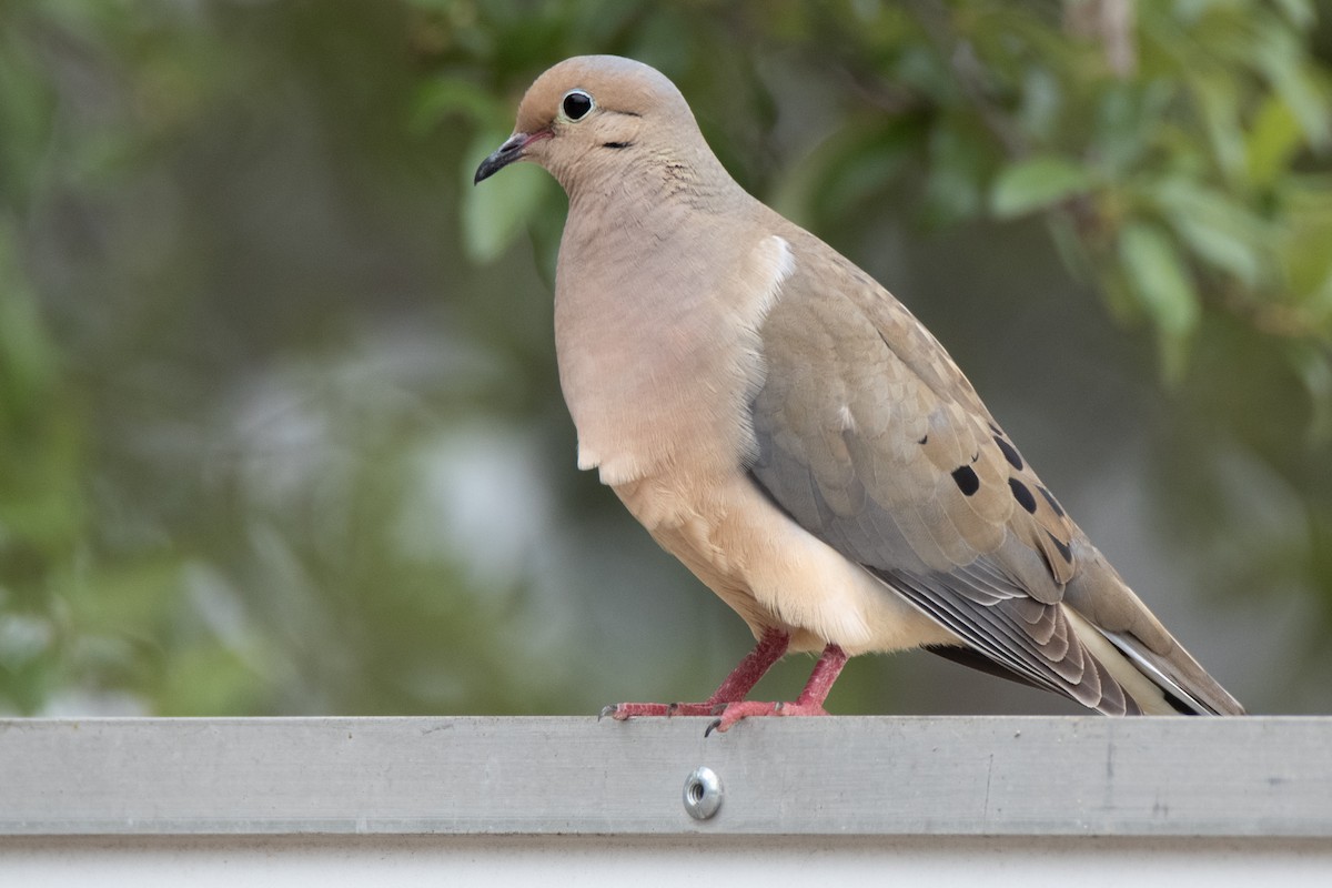 Mourning Dove - Dale Bargmann
