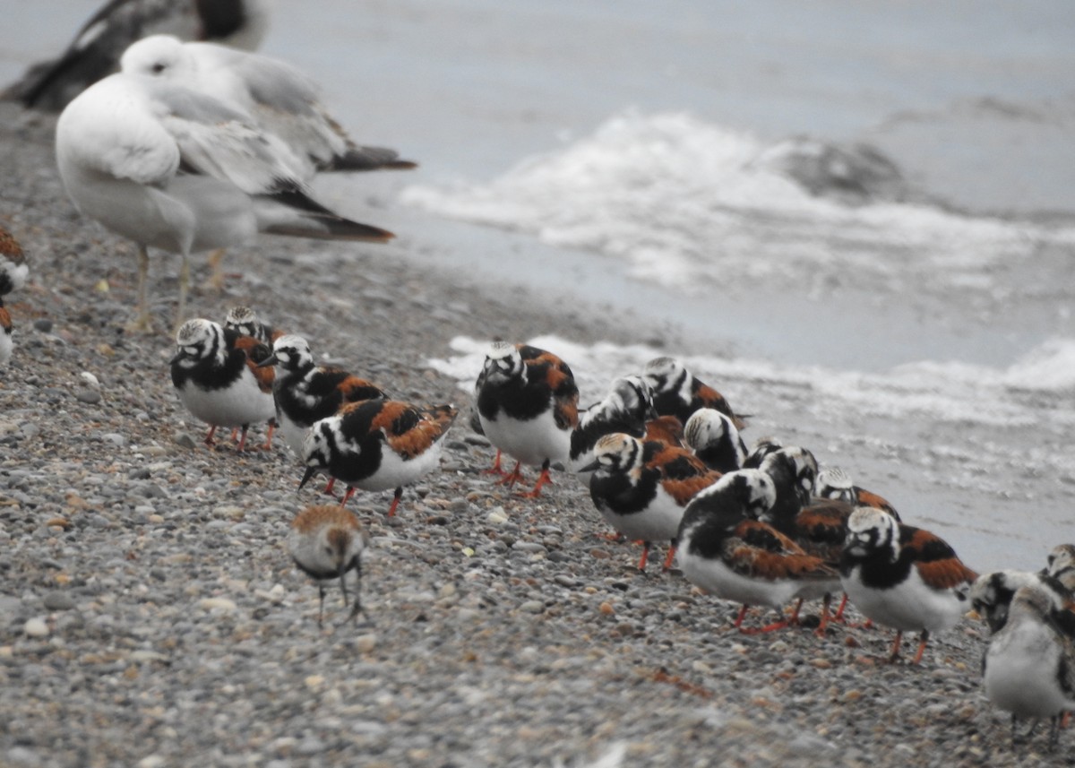 Ruddy Turnstone - Max Francioni