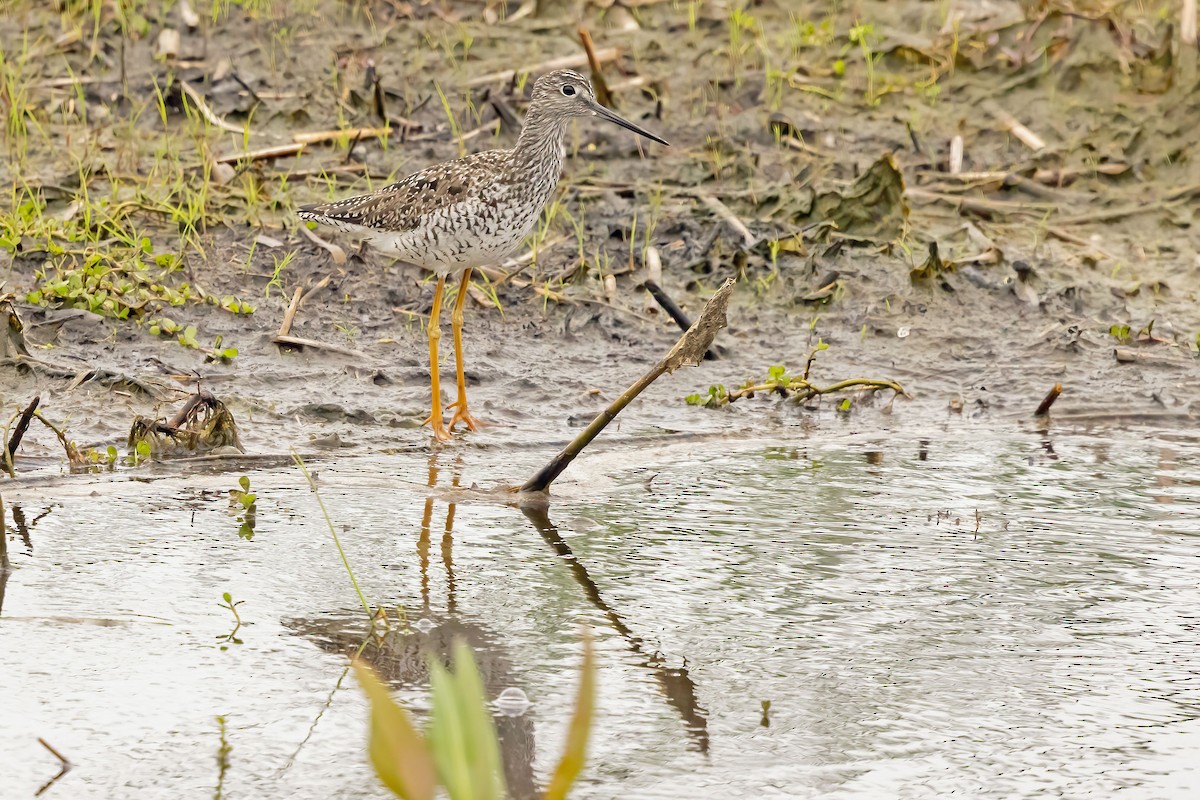 Greater Yellowlegs - ML619104773