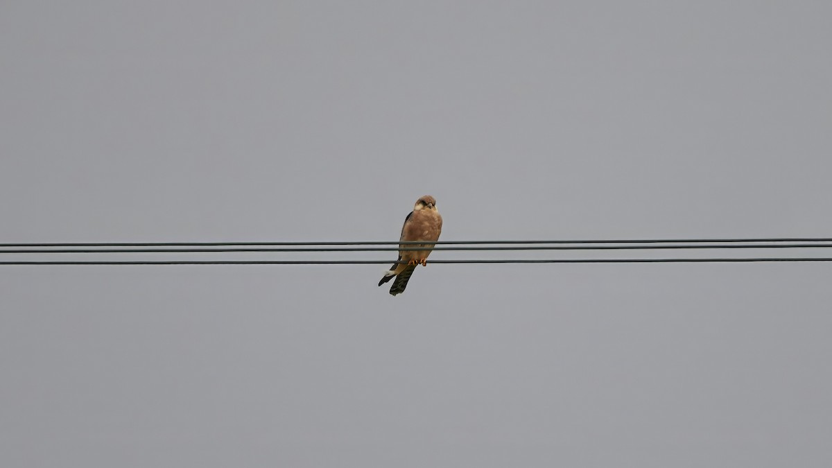 Red-footed Falcon - Kraig Cawley