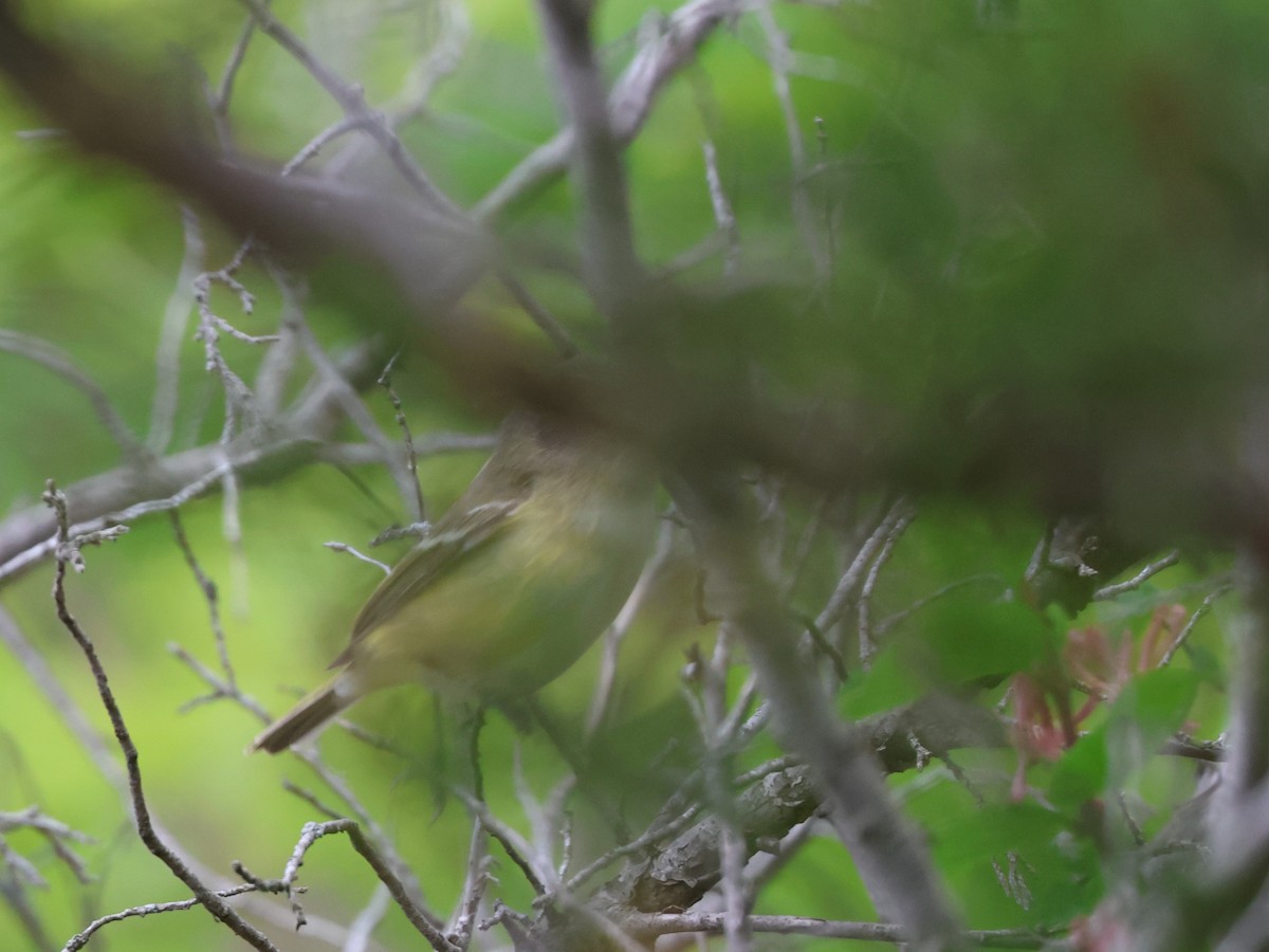 Bell's Vireo - Garth V. Riley