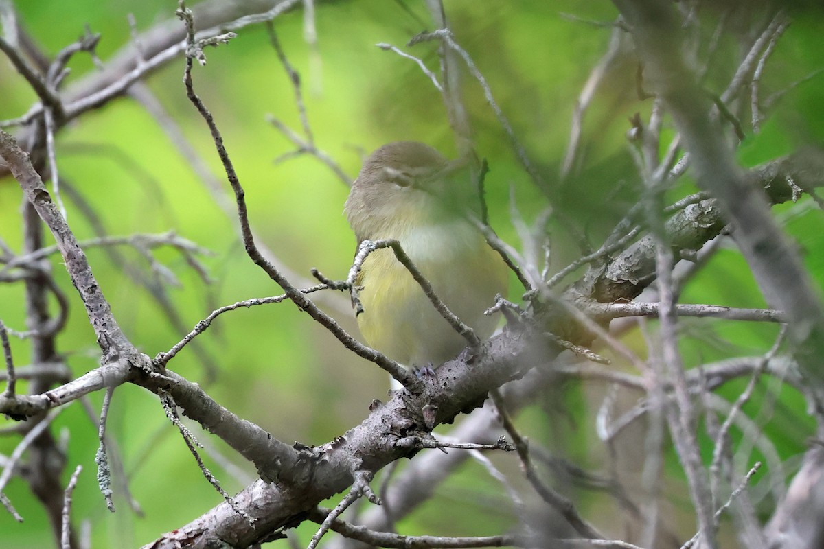 Bell's Vireo - Garth V. Riley