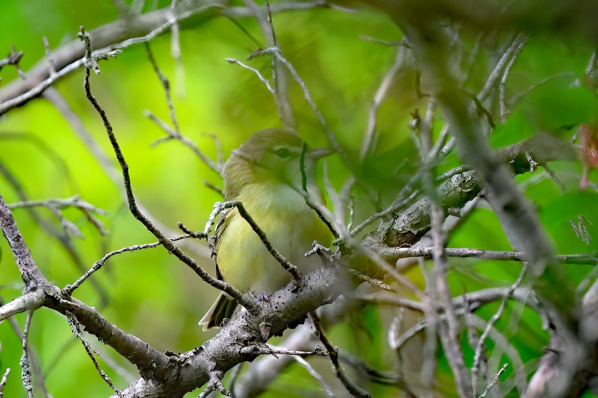 Bell's Vireo - Garth V. Riley