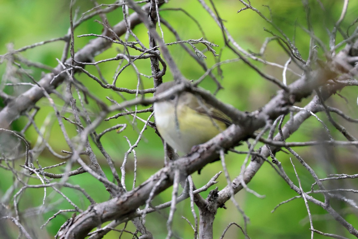 Bell's Vireo - ML619104804