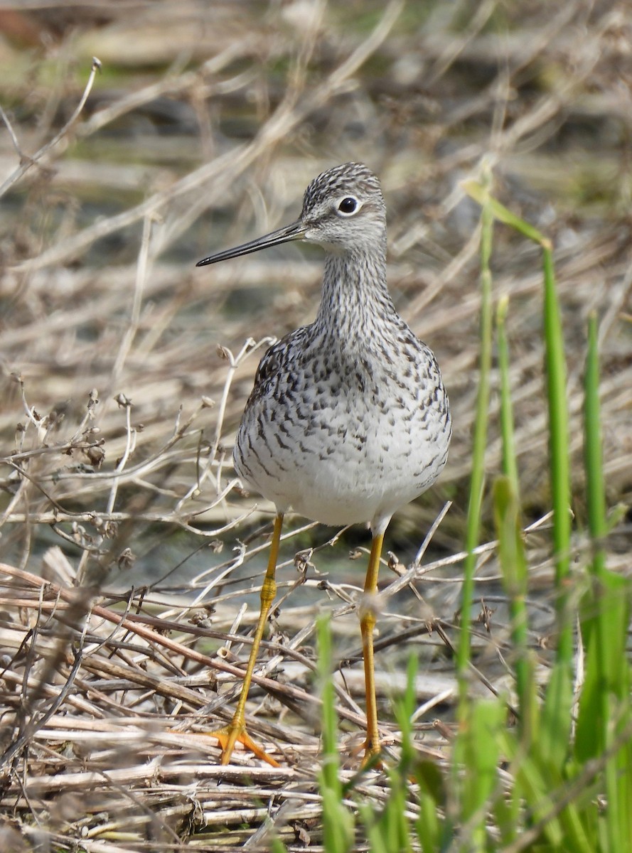 Lesser Yellowlegs - Pegg & Mark Campbell