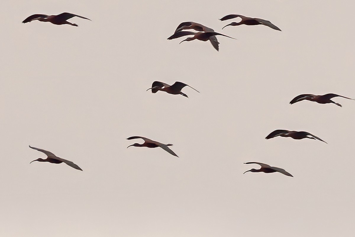 Glossy Ibis - ML619104820