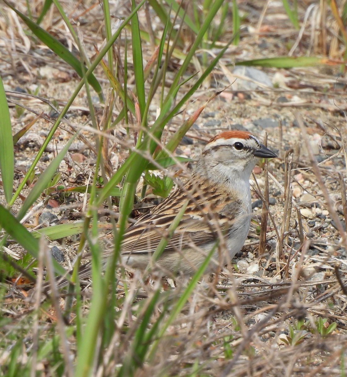 Chipping Sparrow - Pegg & Mark Campbell