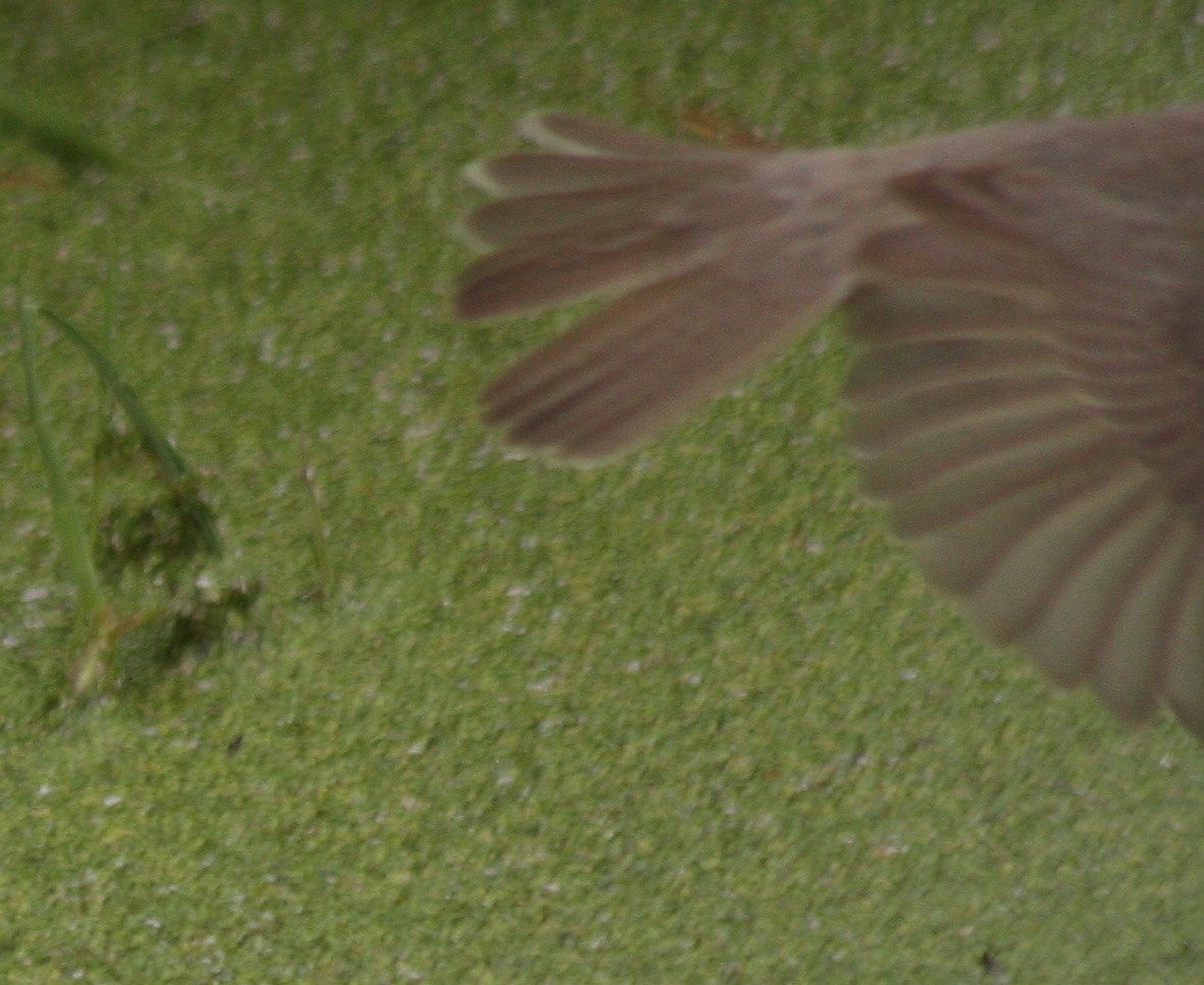 Common Reed Warbler - Süleymankenan ÇÜNGÜR