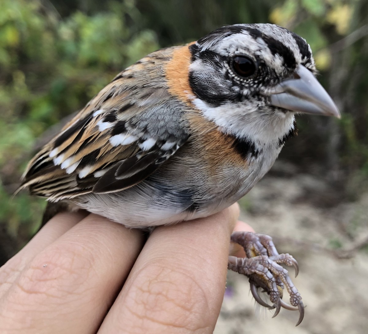 Rufous-collared Sparrow - LucianoNicolas Naka