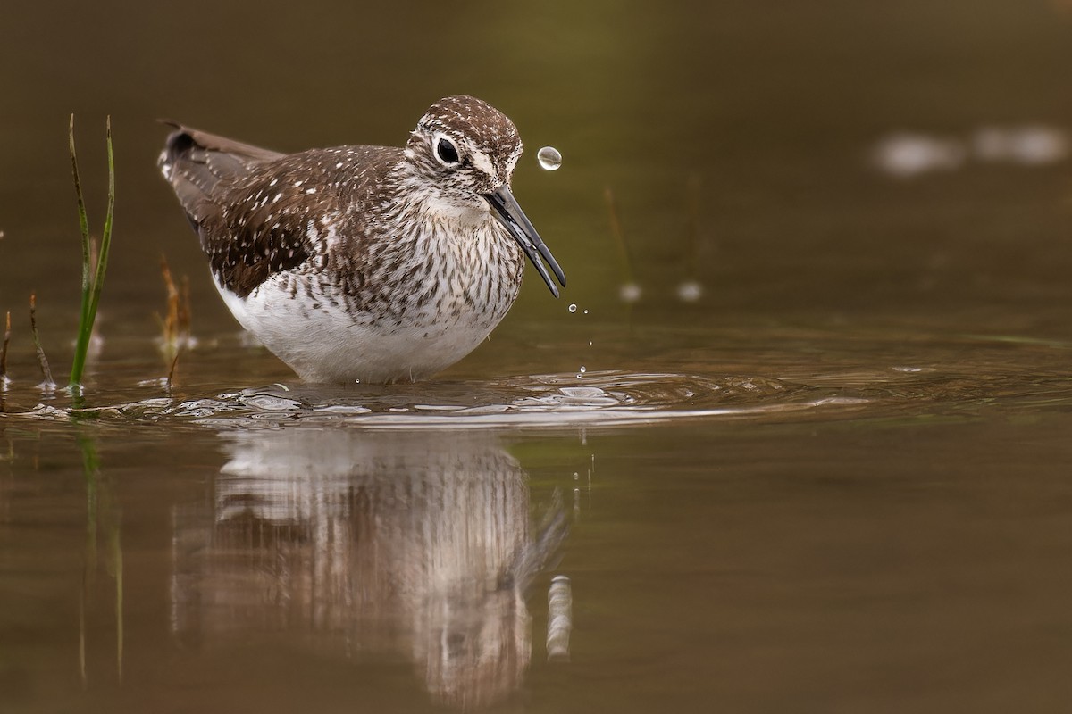 Solitary Sandpiper - Lory Cantin
