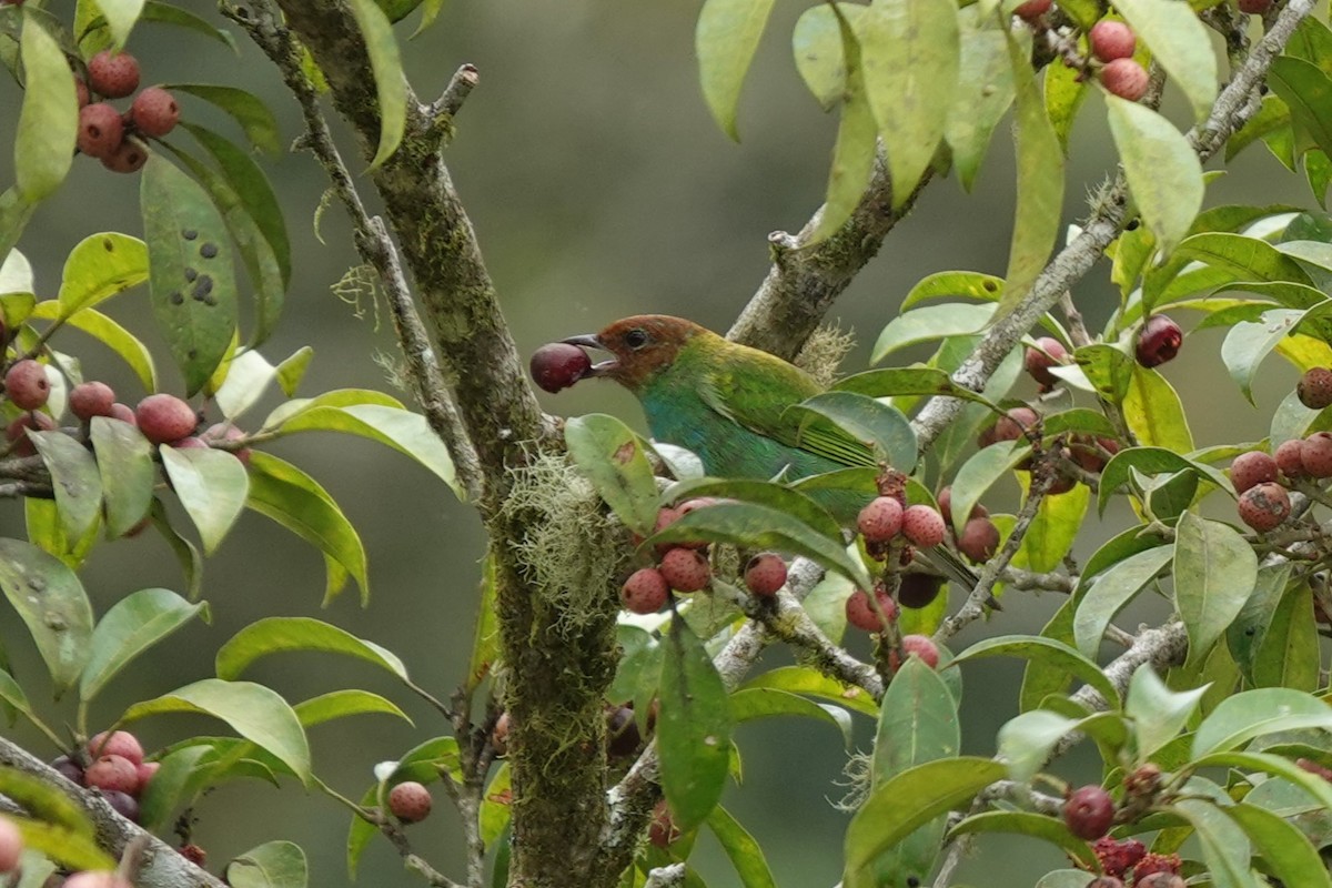 Bay-headed Tanager - Jim Zook