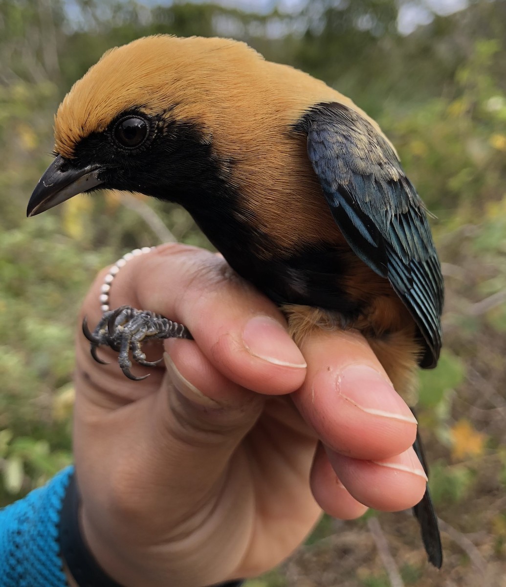 Burnished-buff Tanager - LucianoNicolas Naka