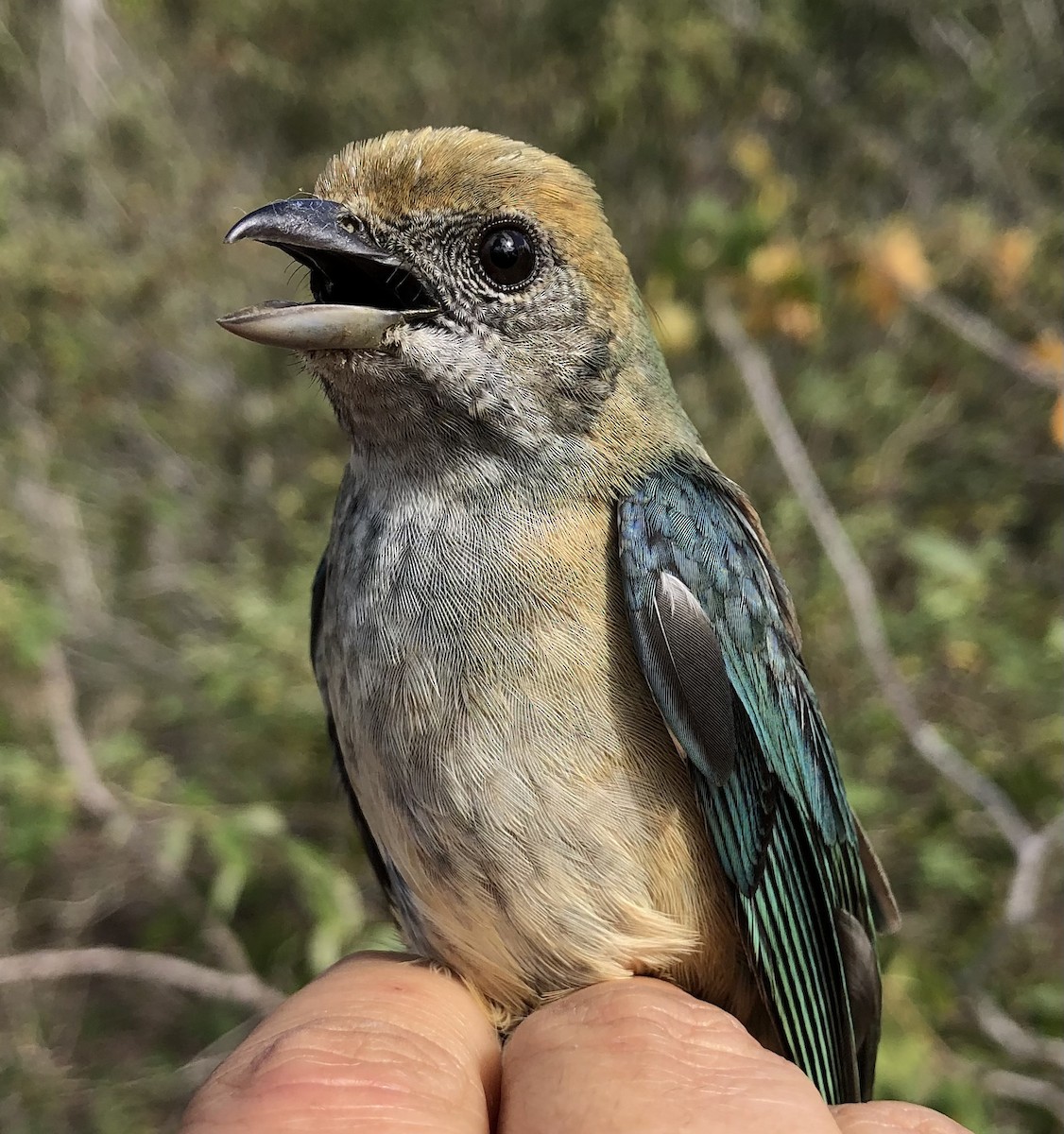 Burnished-buff Tanager - LucianoNicolas Naka