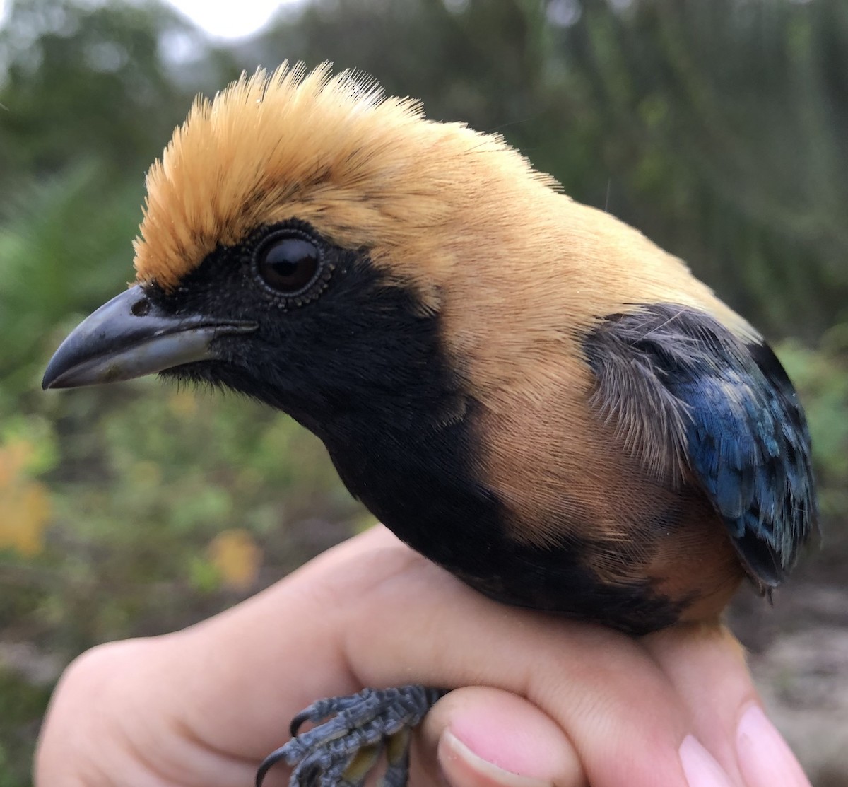 Burnished-buff Tanager - LucianoNicolas Naka