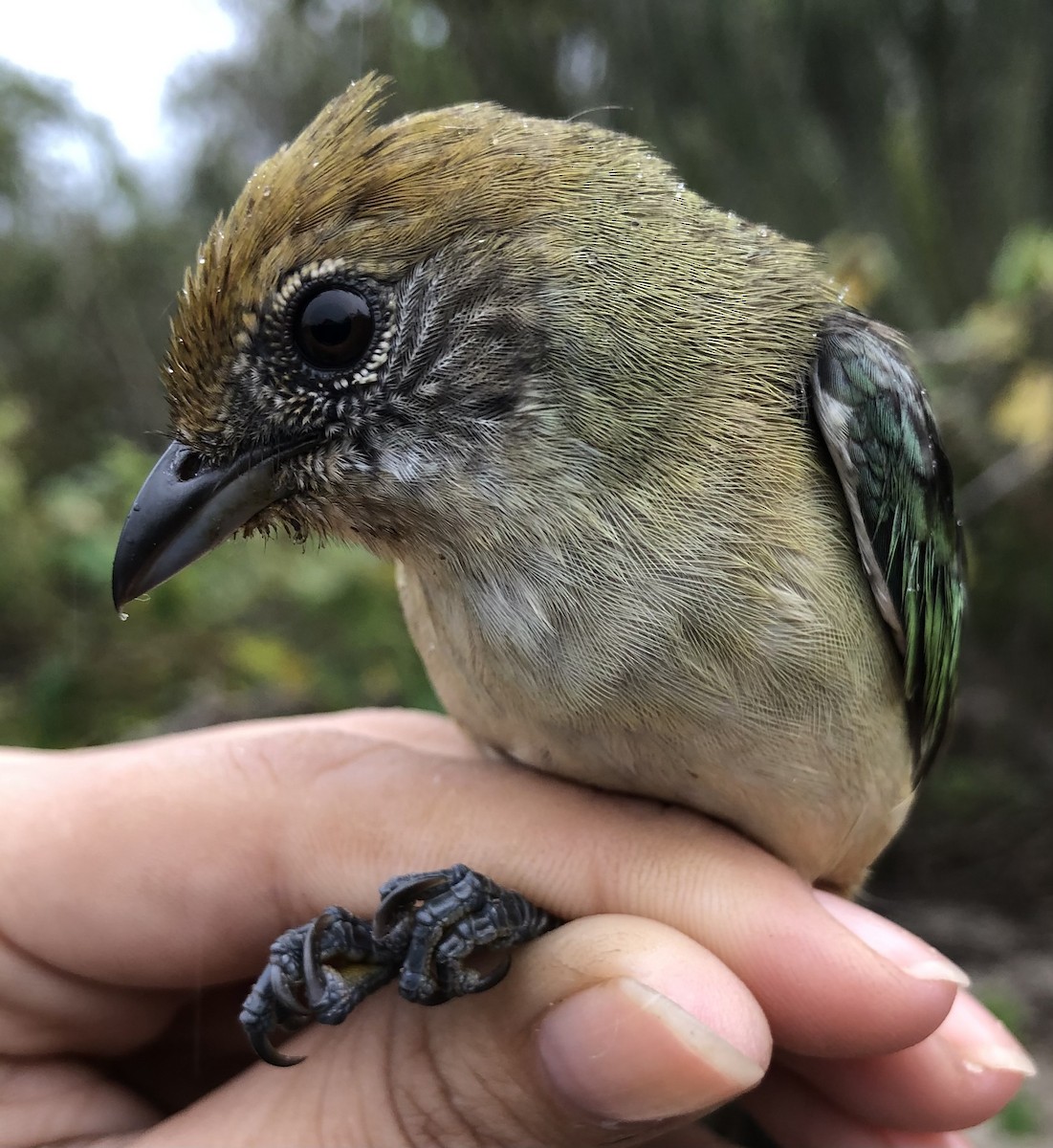 Burnished-buff Tanager - LucianoNicolas Naka