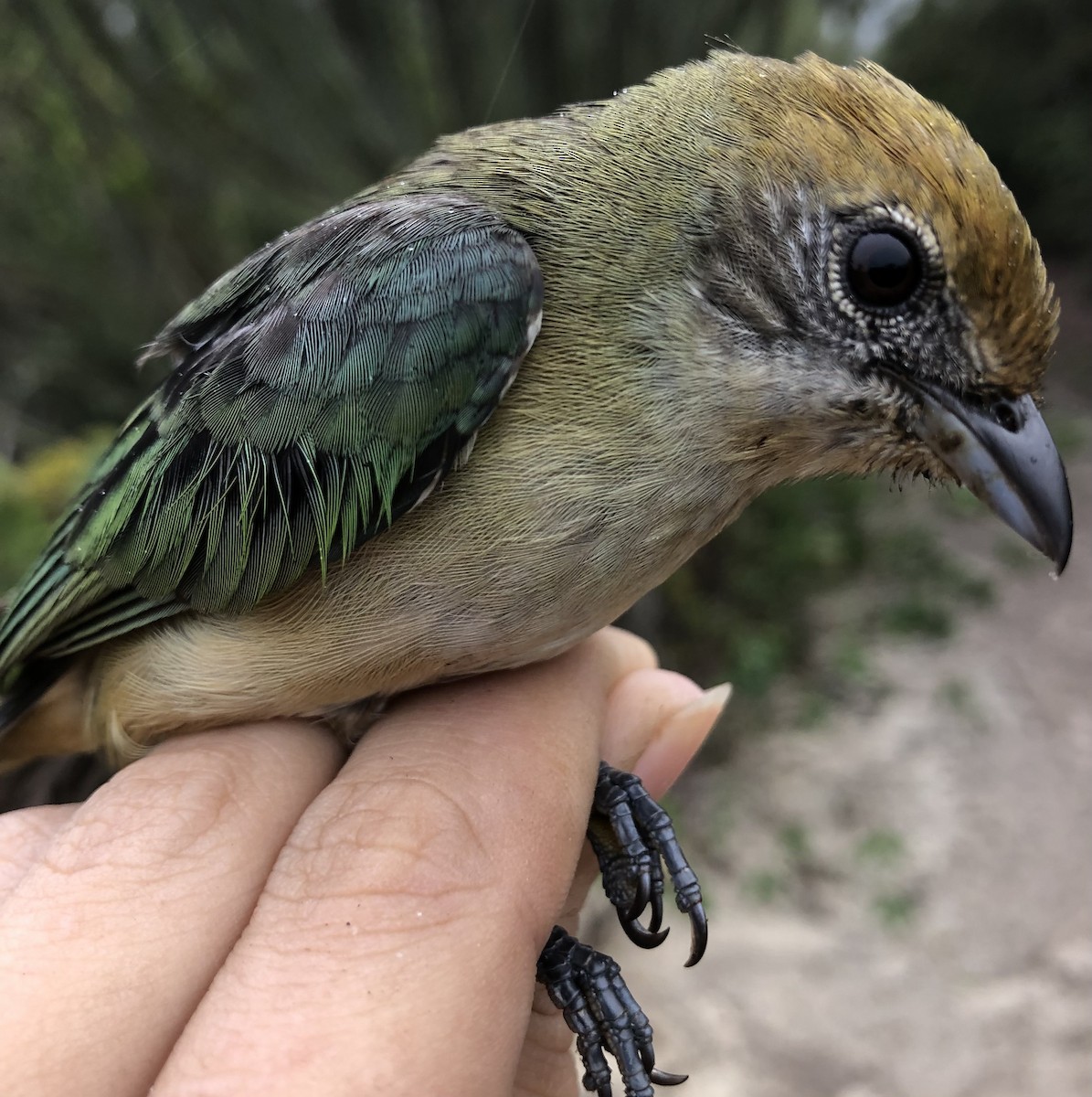 Burnished-buff Tanager - LucianoNicolas Naka