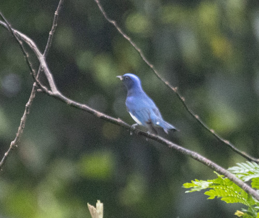 Blue-and-white Flycatcher - Lindy Fung