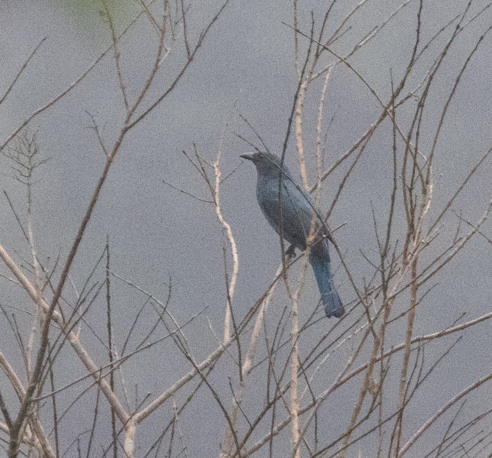 Asian Fairy-bluebird - Lindy Fung