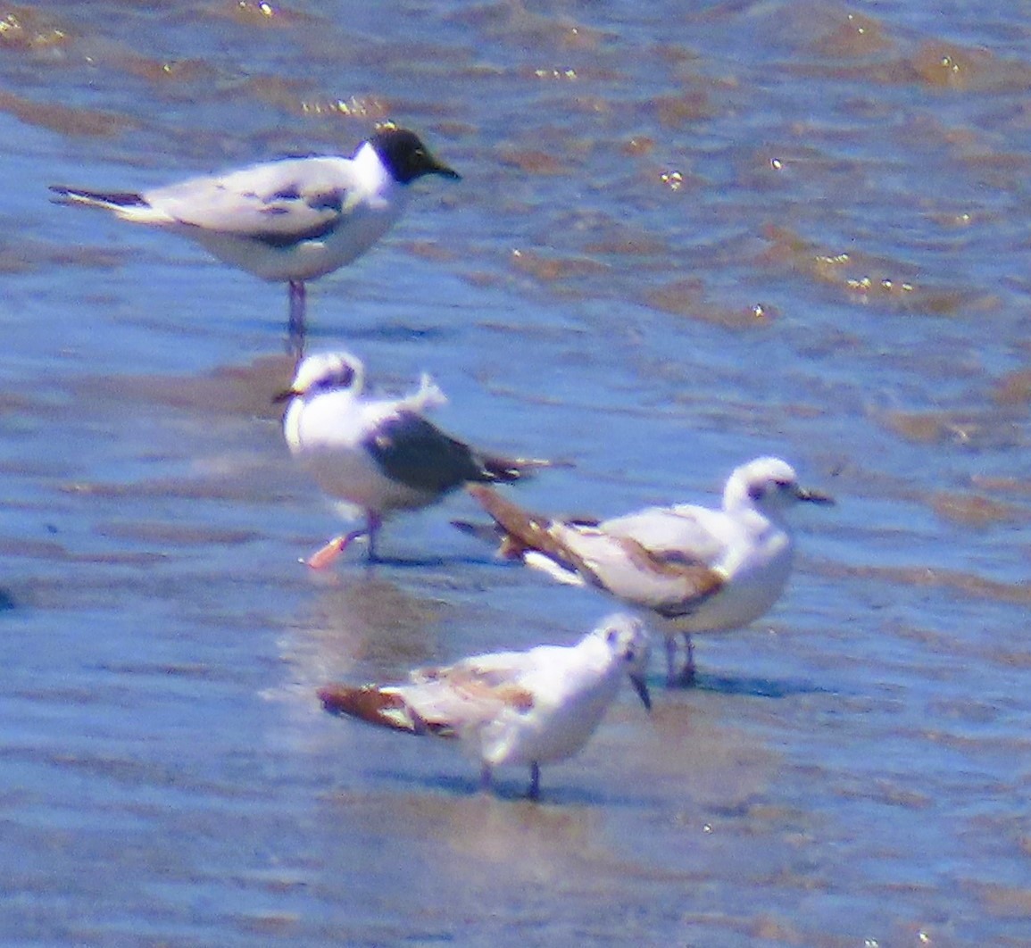 Bonaparte's Gull - ML619104951