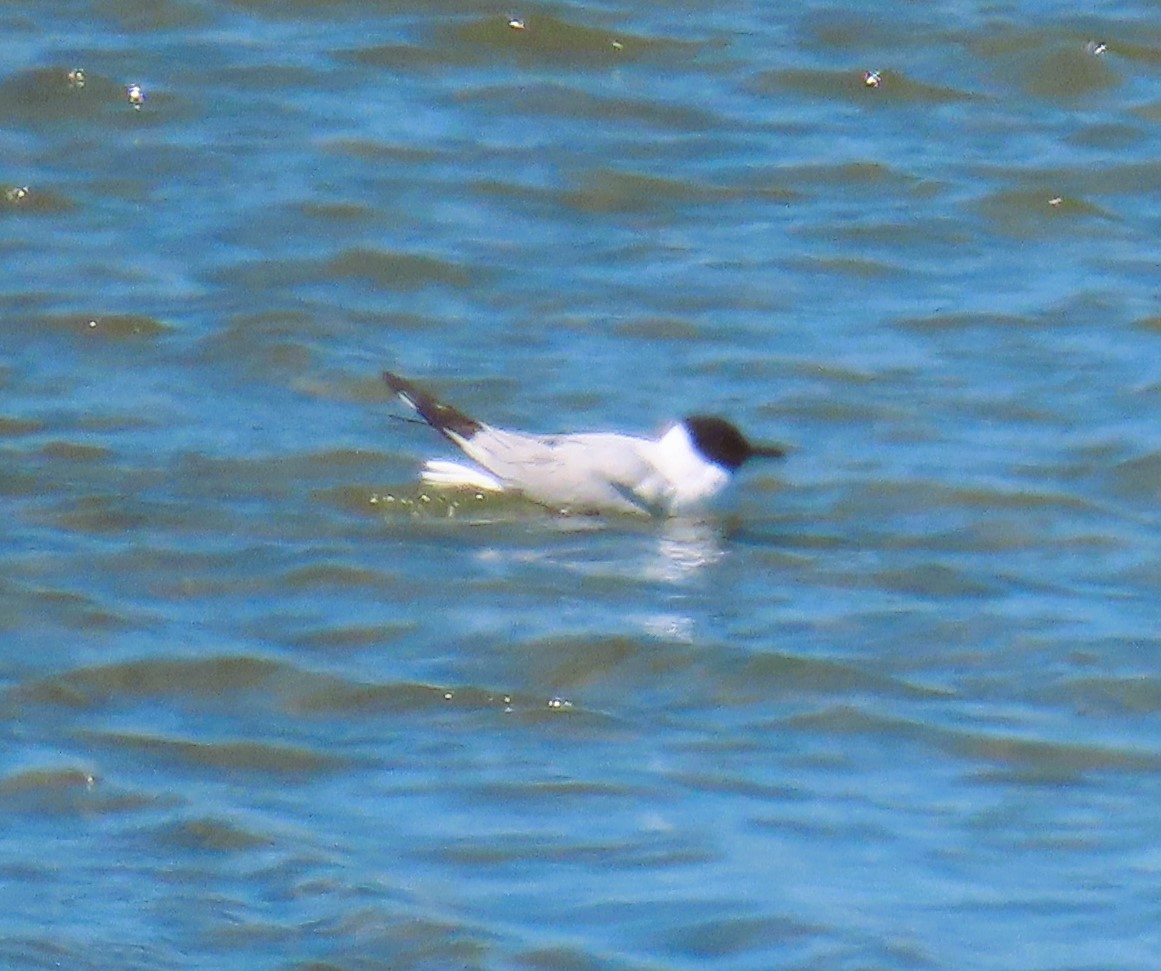 Bonaparte's Gull - ML619104952