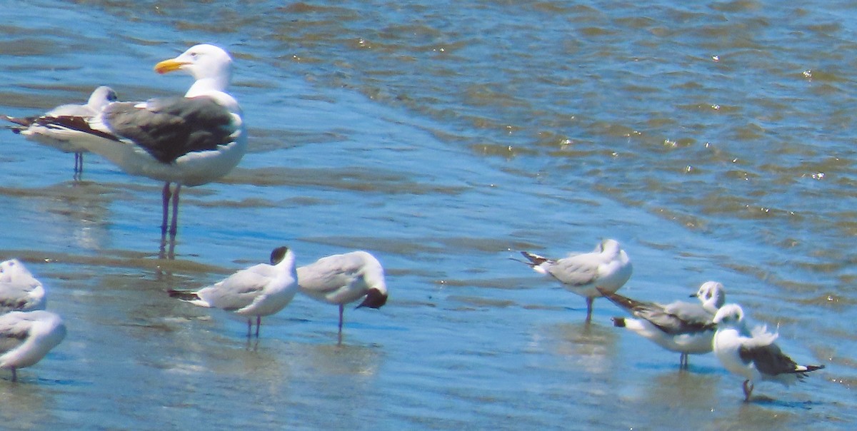 Bonaparte's Gull - ML619104957