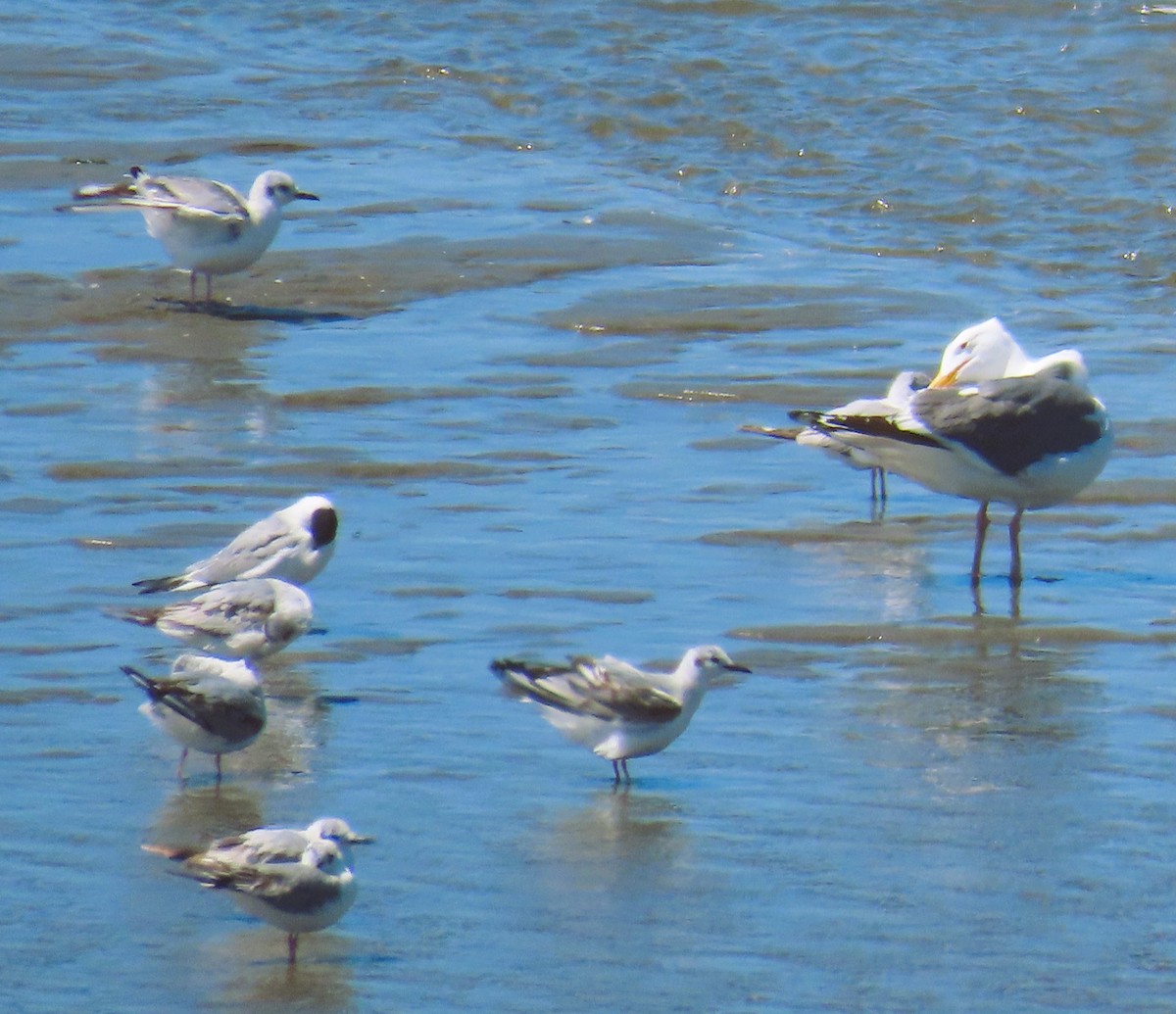 Bonaparte's Gull - ML619104958