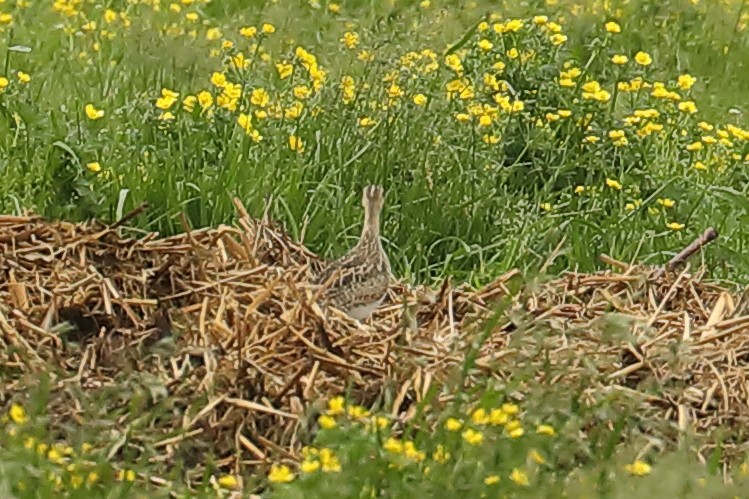 Upland Sandpiper - Jacque Brown