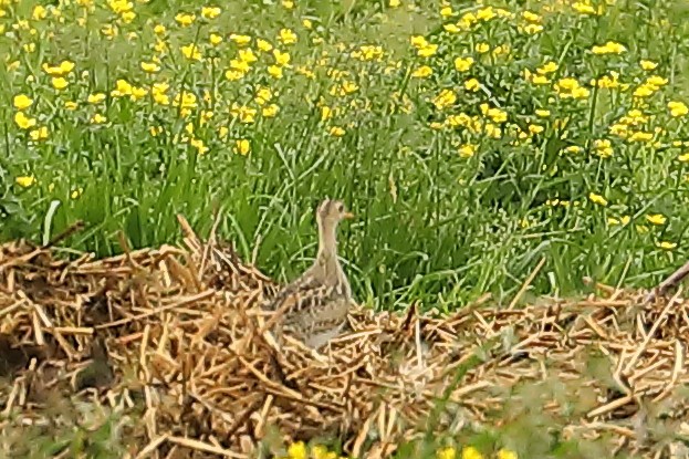 Upland Sandpiper - Jacque Brown