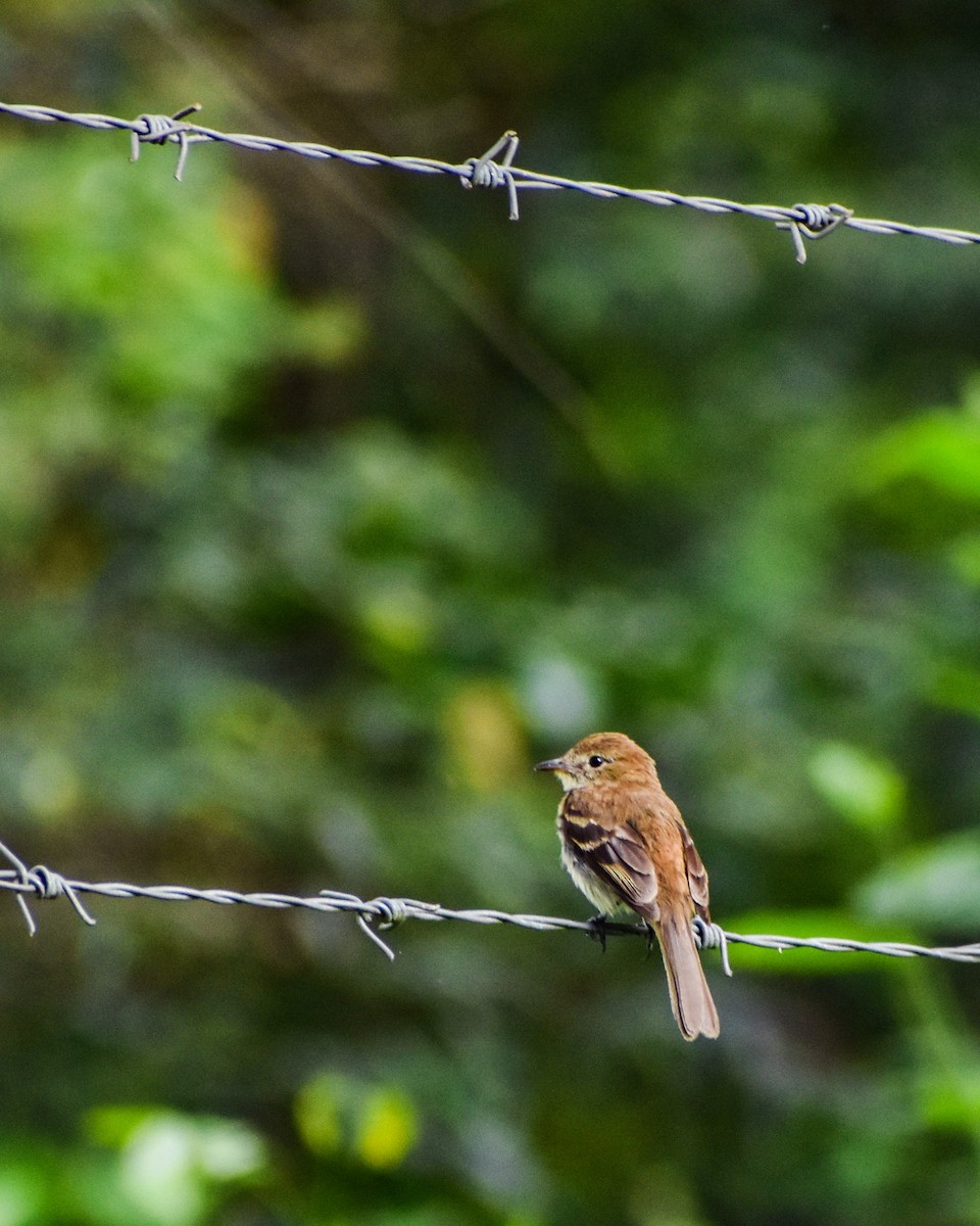 Bran-colored Flycatcher - Jefferson Paya Barbosa