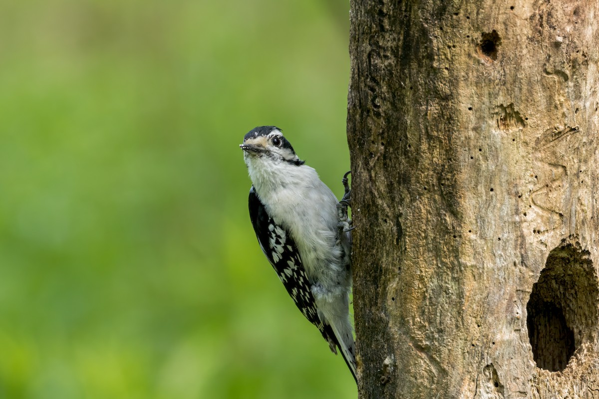 Downy Woodpecker - Ric mcarthur