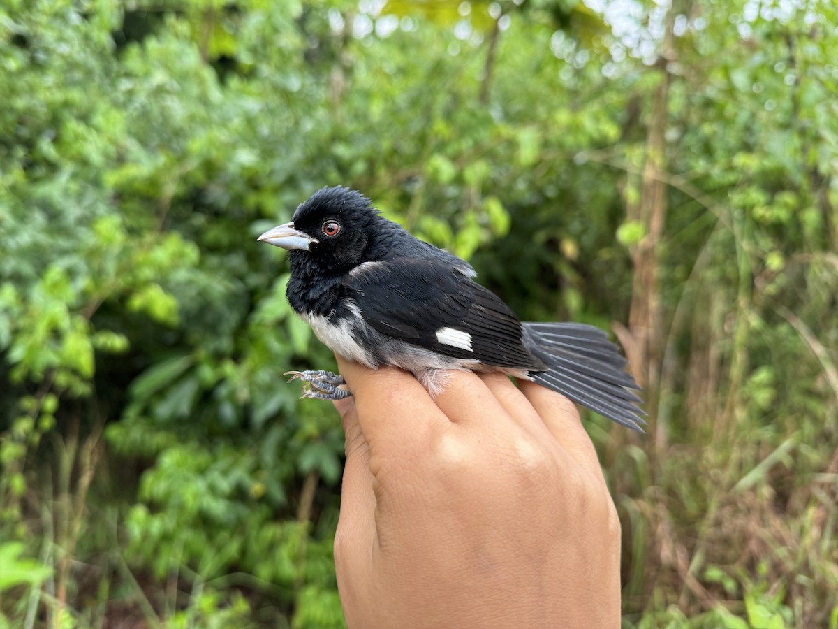 Black-and-white Tanager - ML619105042