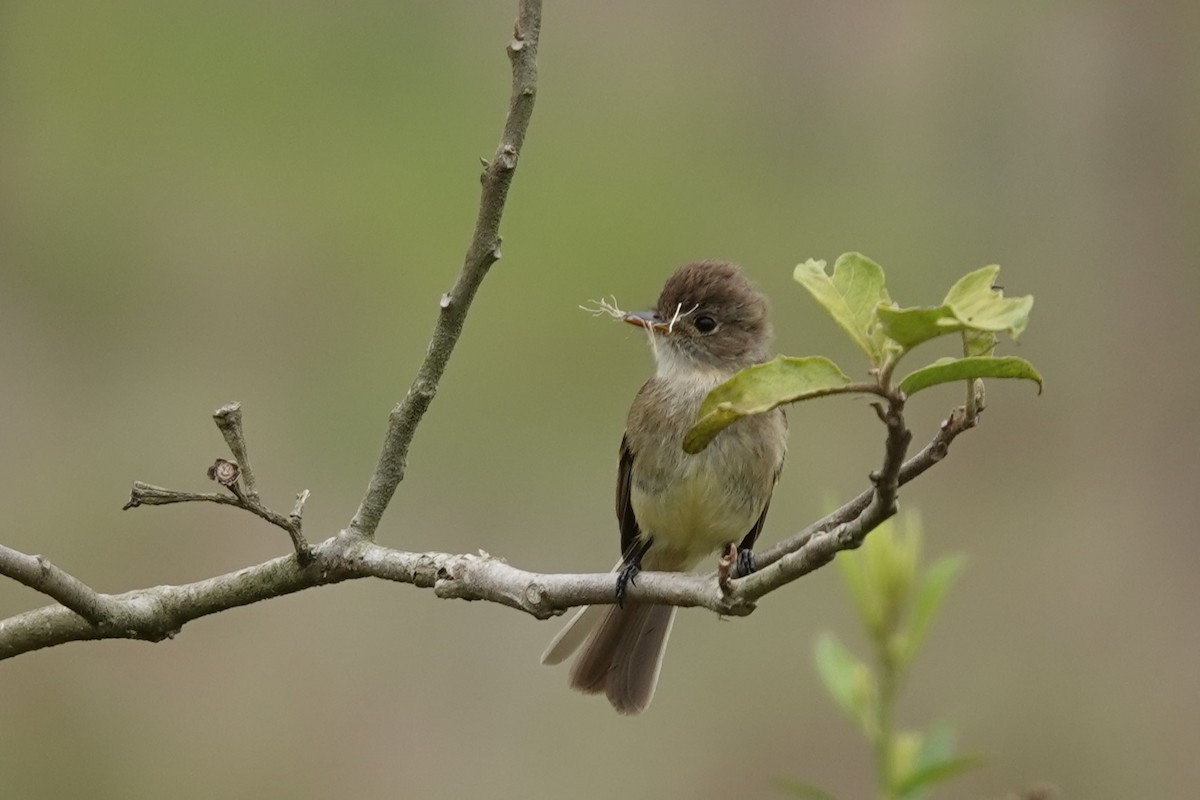 White-throated Flycatcher - Jim Zook