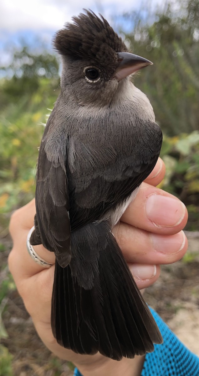 Pileated Finch - LucianoNicolas Naka