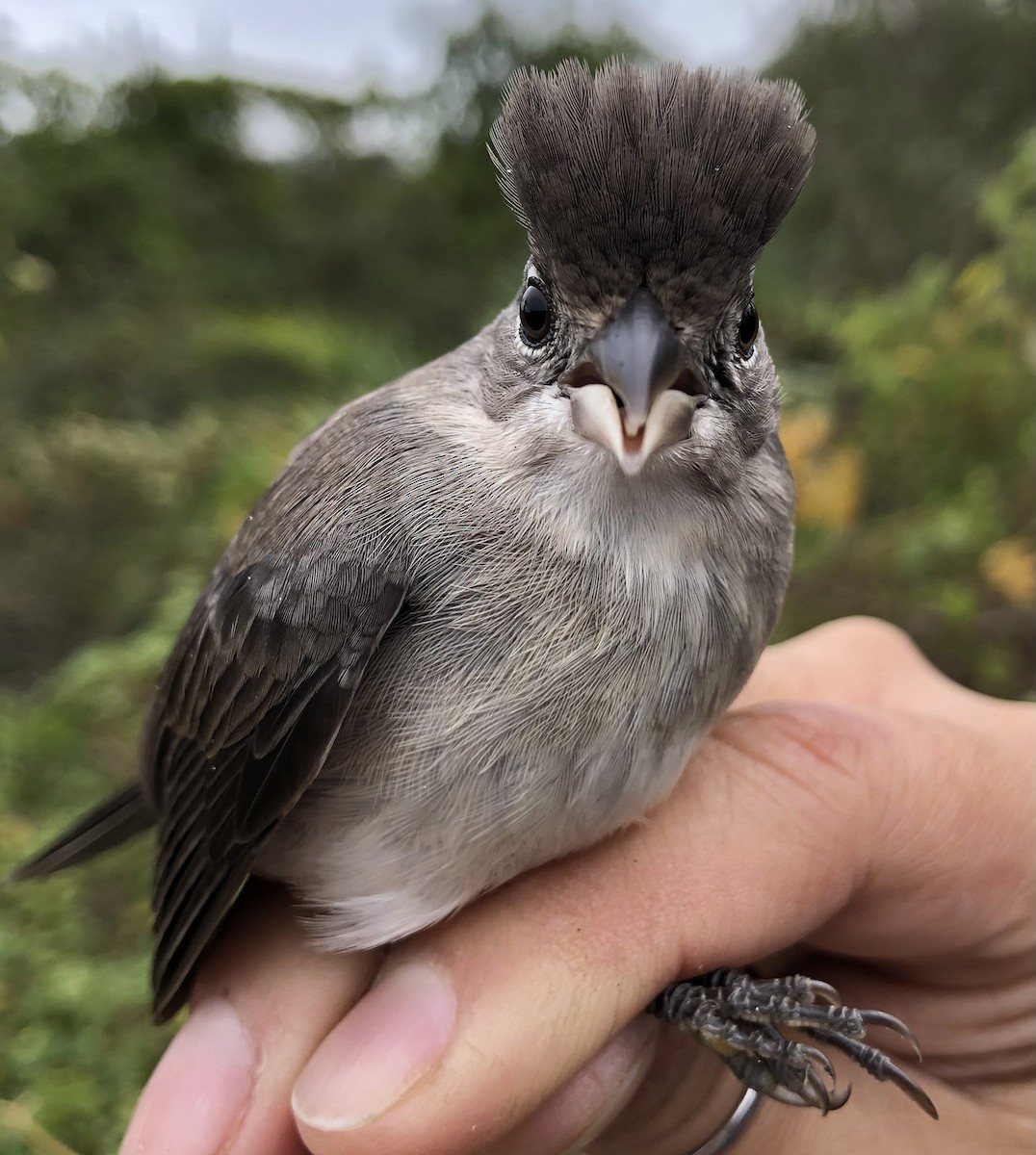 Pileated Finch - LucianoNicolas Naka