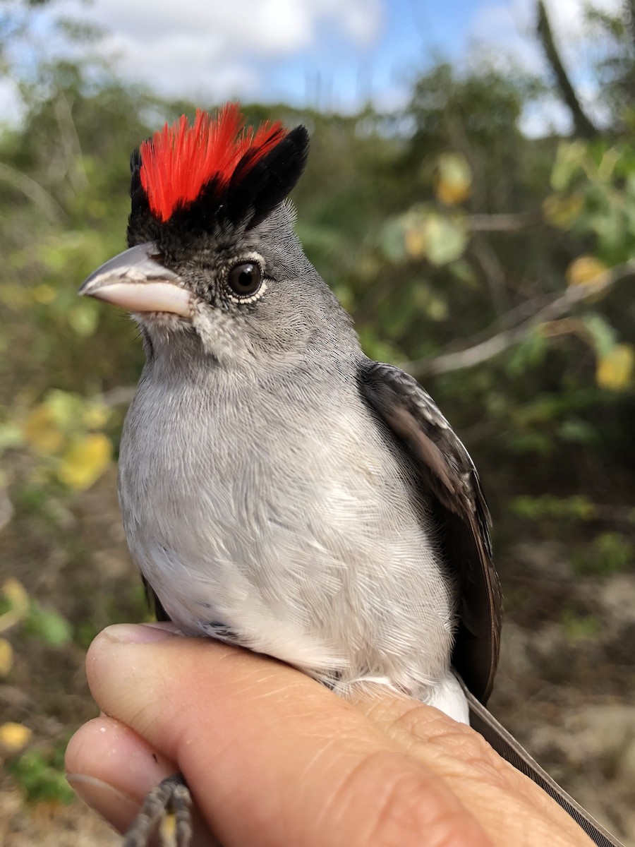 Pileated Finch - LucianoNicolas Naka