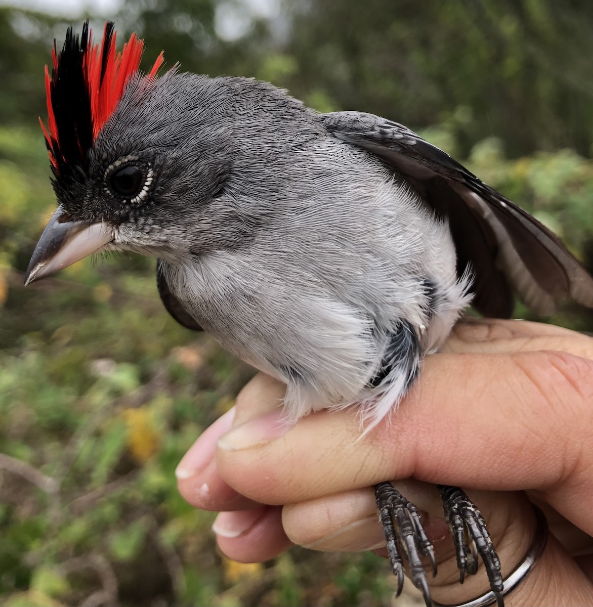 Pileated Finch - LucianoNicolas Naka