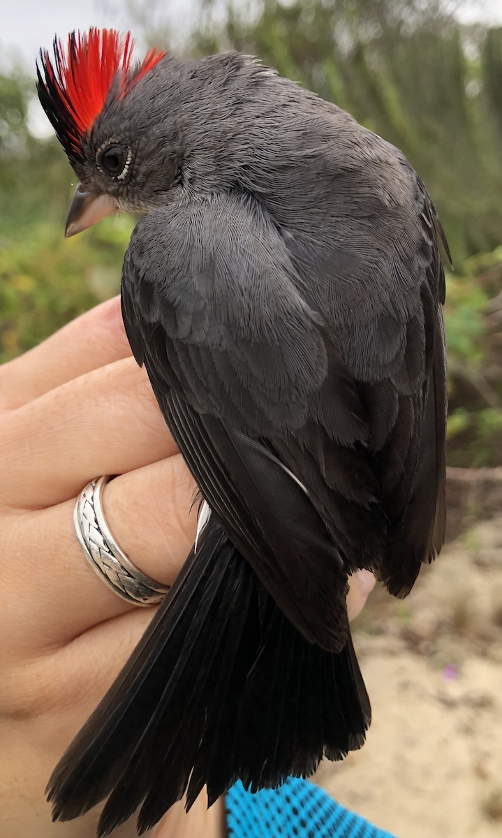 Pileated Finch - ML619105057