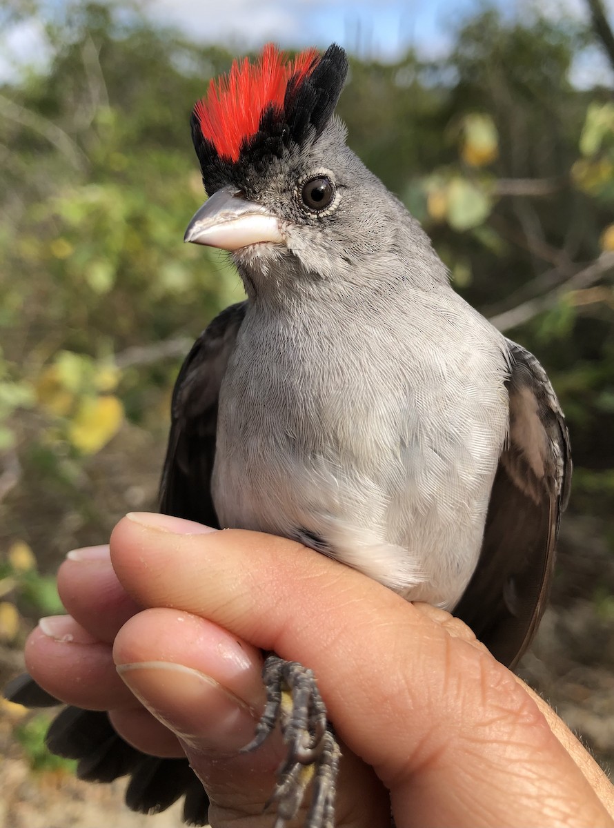 Pileated Finch - LucianoNicolas Naka