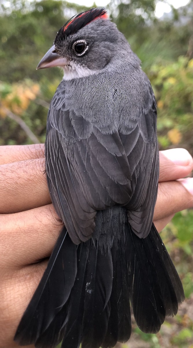 Pileated Finch - LucianoNicolas Naka