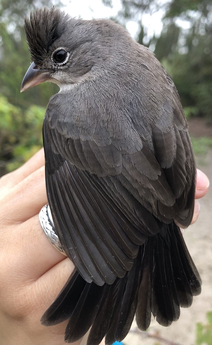 Pileated Finch - LucianoNicolas Naka