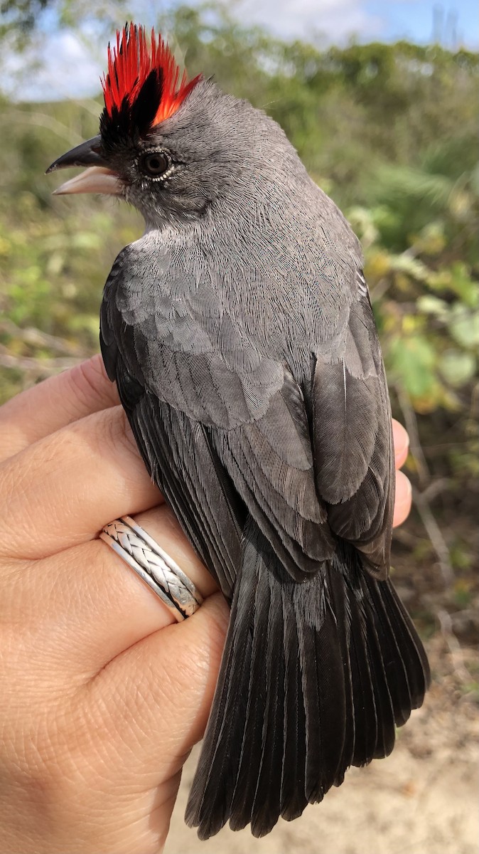 Pileated Finch - ML619105061