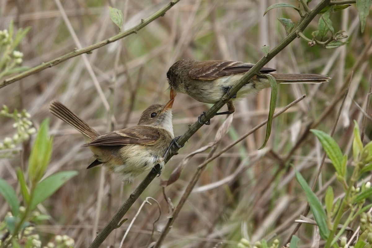 White-throated Flycatcher - ML619105064