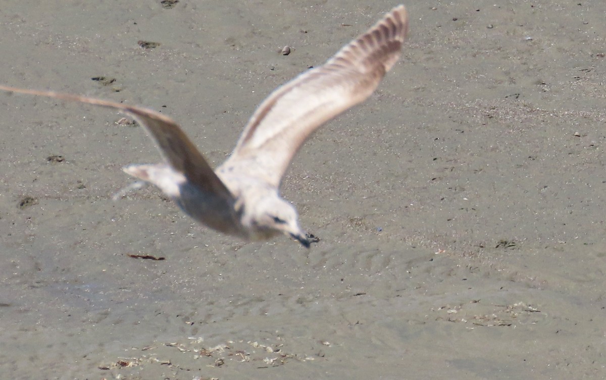 Western Gull - Sami LaRocca