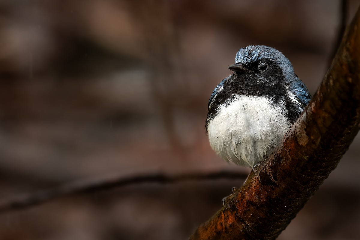 Black-throated Blue Warbler - Lory Cantin