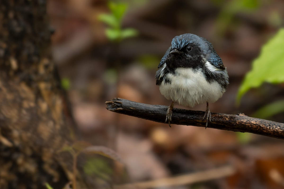 Black-throated Blue Warbler - Lory Cantin